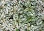 Seminte profesionale  Hypoestes phyllostachya - imagine 49389